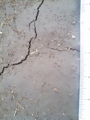 Callospermophilus lateralis