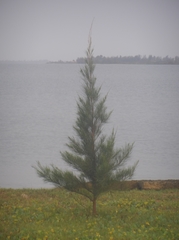 Casuarina equisetifolia