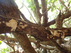Fungi