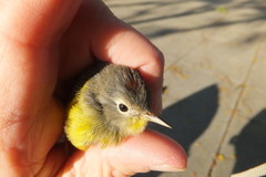 Leiothlypis ruficapilla