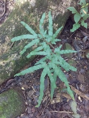 Lygodium venustum image