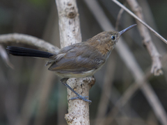 Ramphocaenus melanurus