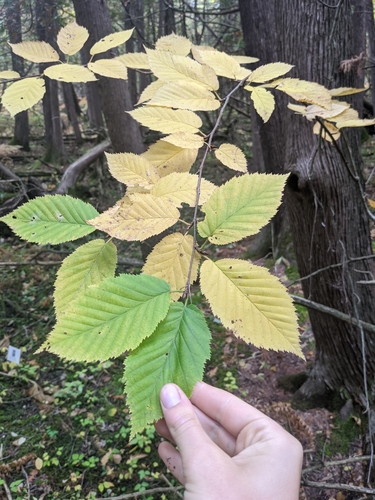 photo of Yellow Birch (Betula alleghaniensis)