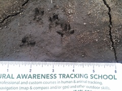 Callospermophilus lateralis