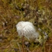 photo of Tawny Cotton-grass (Eriophorum virginicum)