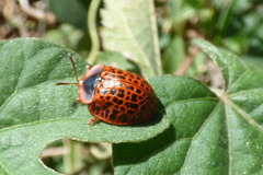 Botanochara macularia
