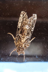 Callopistria albolineola