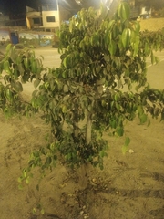 Magnoliopsida