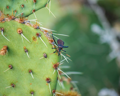 Acanthocephala thomasi