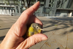 Leiothlypis ruficapilla