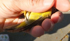 Leiothlypis ruficapilla