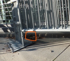 Leiothlypis ruficapilla