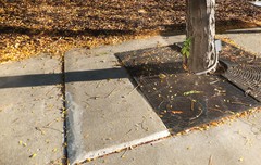 Leiothlypis ruficapilla