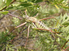 Parasteropleurus perezii