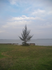 Casuarina equisetifolia
