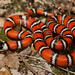 California Mountain Kingsnake - Photo (c) Natalie McNear, some rights reserved (CC BY-NC)