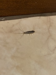 Ctenolepisma longicaudatum