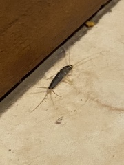 Ctenolepisma longicaudatum