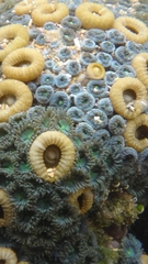 Palythoa grandiflora