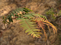 Acacia oshanesii