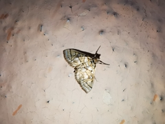 Pseudopyrausta santatalis