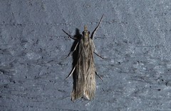 Eudonia atmogramma