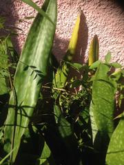Sansevieria trifasciata