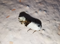 Ponometia elegantula