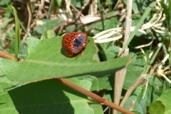 Botanochara macularia