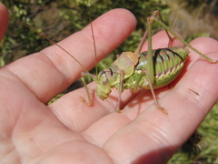 Parasteropleurus perezii