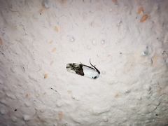 Ponometia elegantula