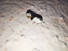 Ponometia elegantula