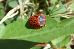 Botanochara macularia