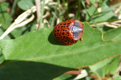 Botanochara macularia