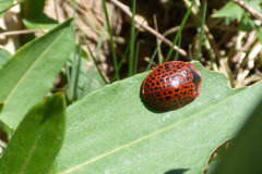Botanochara macularia