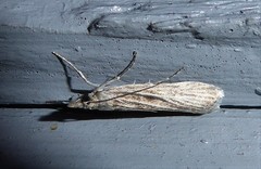 Eudonia atmogramma