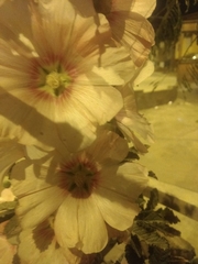 Magnoliopsida