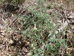 Araujia brachystephana