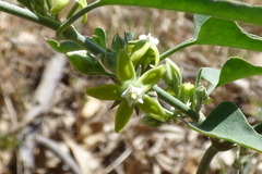 Araujia brachystephana