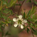 Leptospermum whitei - Photo (c) dianadavey, some rights reserved (CC BY-NC-ND), uploaded by dianadavey