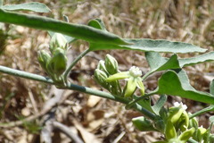 Araujia brachystephana