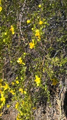 Larrea cuneifolia