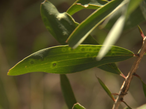 Melaleuca quinquenervia