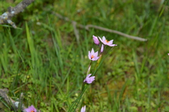 Olsynium scirpoideum