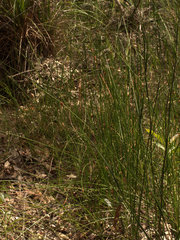 Chorizandra cymbaria