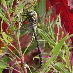 Aeshna umbrosa umbrosa