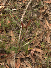 Ptilothrix deusta