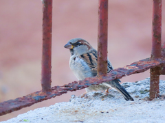 Passer domesticus