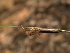 Ptilothrix deusta