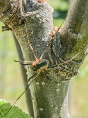Protolophus tuberculatus